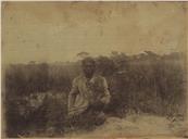 Expedição Van-der-Kellen. 1901. Planta de borracha, entre Cuíto e Cuango