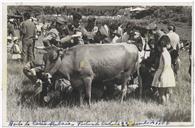 Festas da Cidade - Bodo de Leite no Relvão - Realizado no Domingo de manhã com mais de 70 vacas e vários milhartes de pessoas 