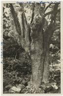 Retrato da Faia Grande nas Terças - Agualva - Árvore de Família 