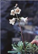 Campanula vidalii