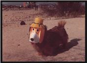Cão