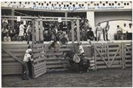 Rodeo com Americanos da Base das Lajes - Na Praça de Touros de São João 